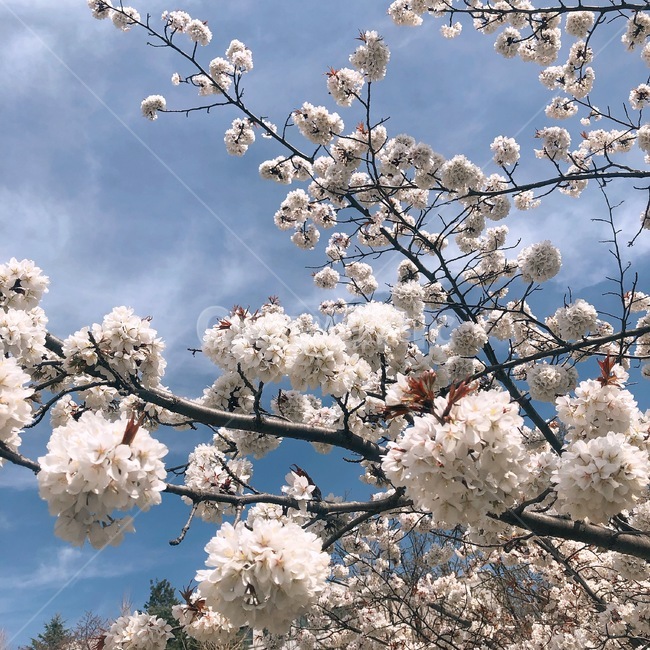 봄,만개,봄꽃,벚꽃,겹벚꽃,cherryblossom,spring,flower,벚꽃놀이