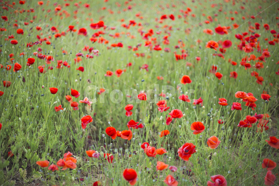 양귀비,자연,식물,꽃,꽃잎,flower,plant,식물,자연,plants,nature
