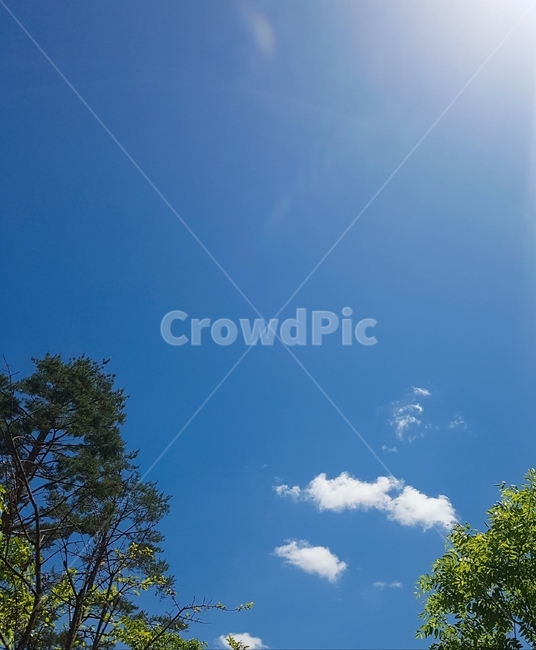 하늘,구름,나무,파랑,파란하늘,푸른하늘,tree,sky,cloud,나뭇잎