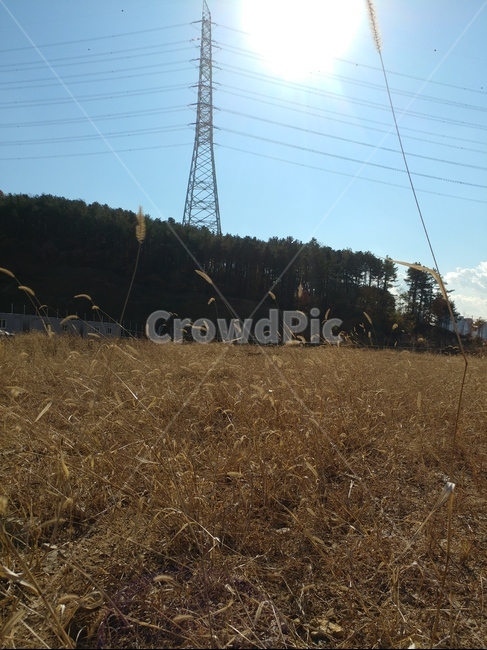 송전탑,나무,자연,하늘,빛,태양,풀,식물,산업,industry,industrial,에너지산업,energy industry,power lines,전력선,cable,케이블,electric transmission tower