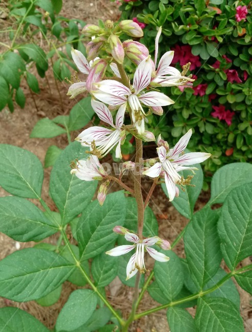 백선꽃,fraxinella,白鮮,백양피,점화,백선피,봉황삼,팔고우,금작아초,자래초,백전,백양선,운향과