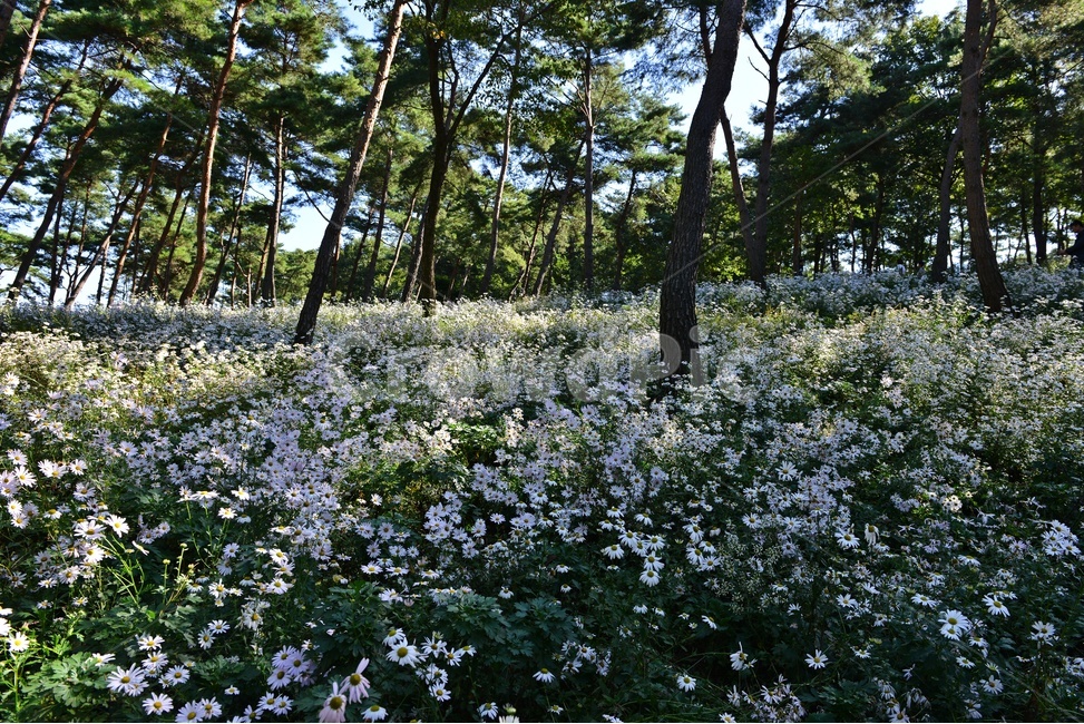 인간,human,person,사람,outdoors,옥외,field,들,nature,자연,plant,식물,tree,나무,treetrunk,나무줄기,정읍,국절초공원,구절초,구절초꽃