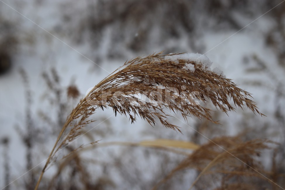 갈대,낭만,겨울,억새,자연,환경,배경,식물,풍경,2월,감성,grass,plant,lawn,reed,snow,winter,korea,겨울,계절,winter,season