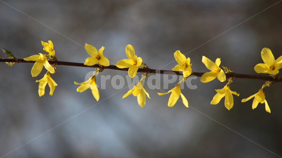 개나리,꽃,식물,봄,koreanforsythia,봄,계절,spring,season,식물,자연,plants,nature,꽃,flower,plant,blossom