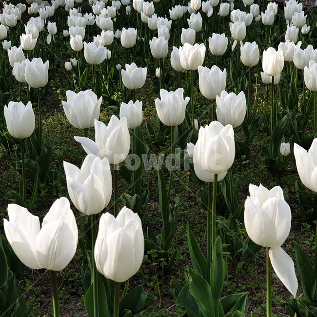 꽃,튤립,하얀튤립,tulip,flower,whitetulip,whiteflower