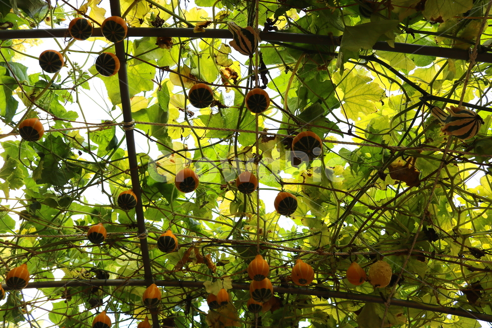 박,호박,식물,덩굴식물,열매,넝쿨식물,자연,식물,자연,plants,nature,과일,열매,fruit
