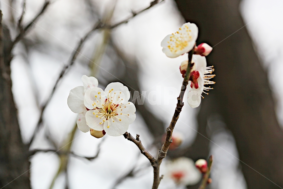 매화,매화꽃,꽃,매화나무,자연,배경,자연,풍경,nature,landscape,식물,plants,꽃,flower,나무,trees,wood,pollen,화분,plant