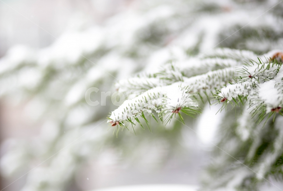 소나무,겨울,자연풍경,눈,함박눈,첫눈,화이트,식물,나무,계절,차가움,snow,winter,white,설경,겨울,계절,winter,season,감성,sensible,feeling