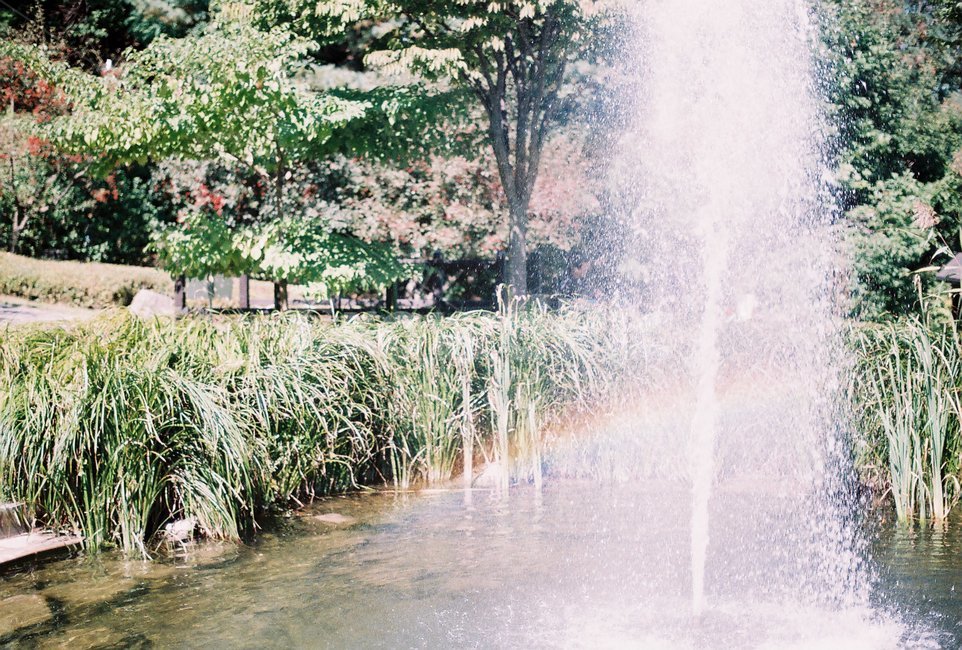 자연,물,연못,nature,필름,film,water,pool