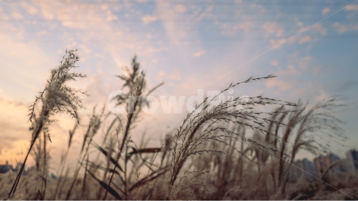갈대,가을,식물,풀,plant,lawn,잔디,가을,계절,fall,autumn,season,식물,자연,plants,nature