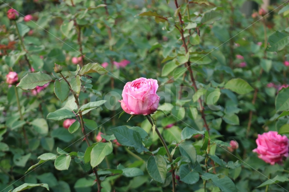 자연,꽃,식물,힐링,장미,식물,자연,plants,nature,꽃,flower