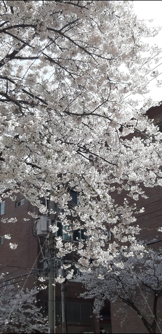 봄,벚꽃,꽃,자연,봄꽃,봄꽃축제,시즌,spring,nature,season,cherryblossoms,벚꽃엔딩,벚꽃축제,flower