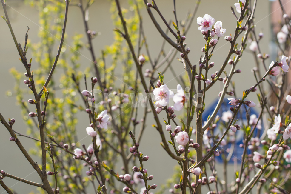 plant,식물,벗꽃,봄꽃,봄배경,배경,꽃봉오리