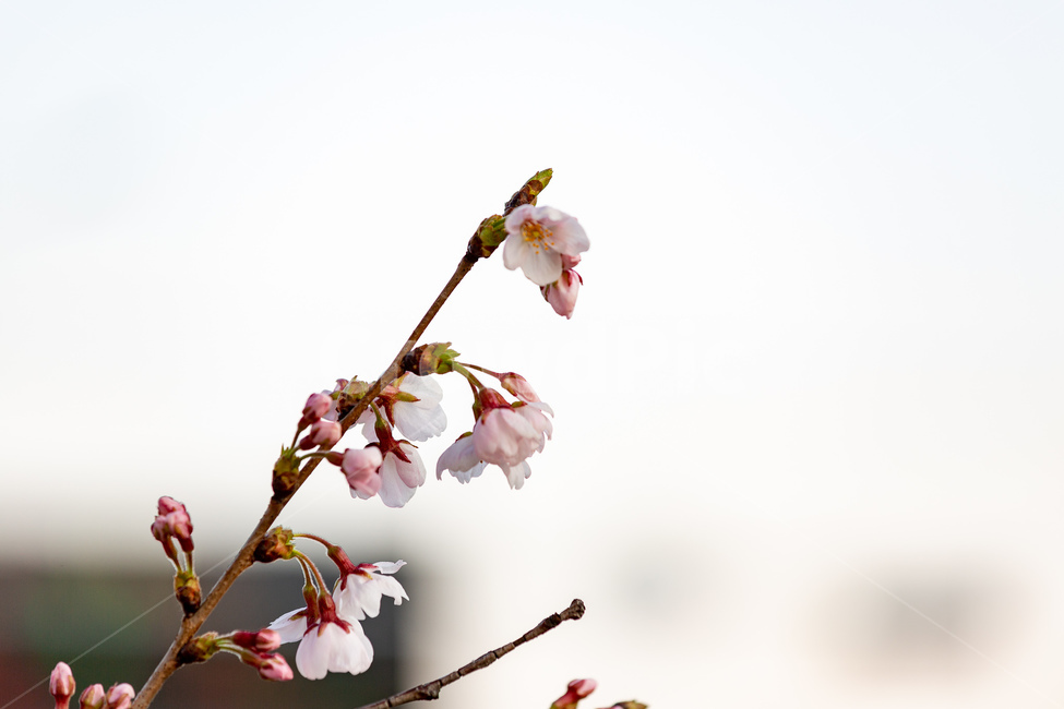 봄,꽃,여의도,나들이,여유,봄,계절,spring,season,plant,식물,flower,blossom