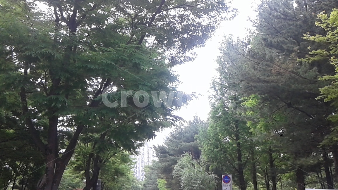 가로수,휴일,아름다움,산책,여유로움