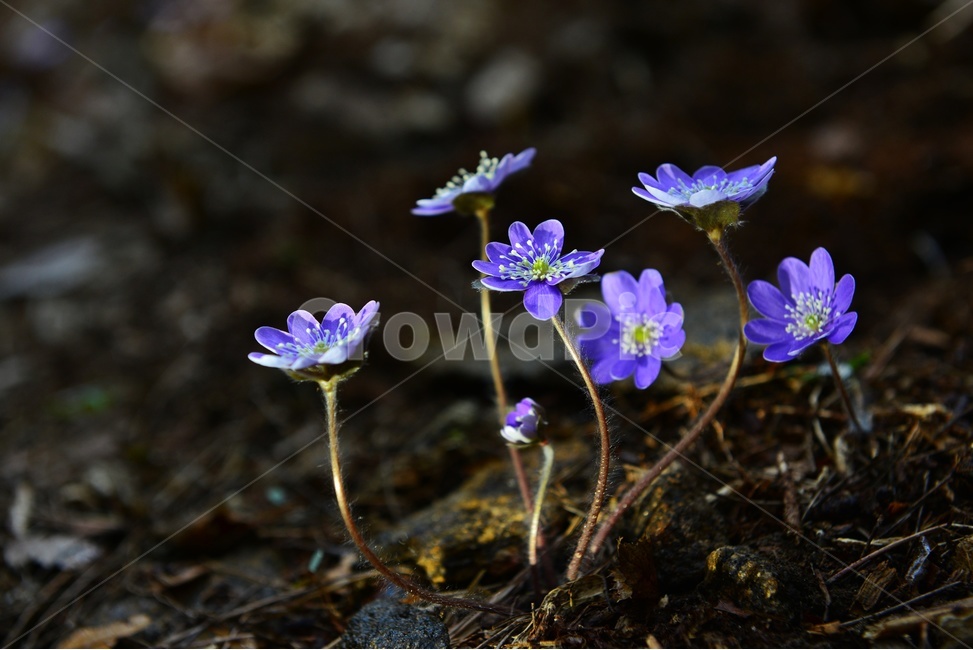 청노루귀,야생화,보라색,솜털,군락,plant,식물,flower,blossom,꽃,식물,자연,plants,nature,꽃,flower