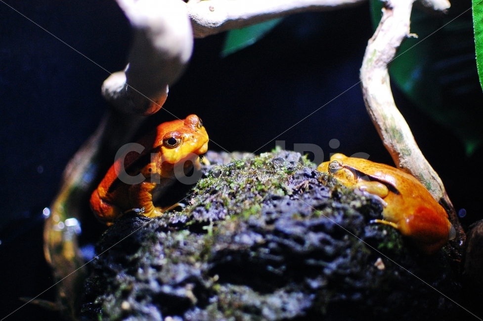 tomato frog,poison,nature,poison frog,Moss,Warning sign,pattern,tomato,humid,branch,Orange,picture,ecological learning,rock,frog,leaves,amphibia,warning,animal,Childrens education,For educational use