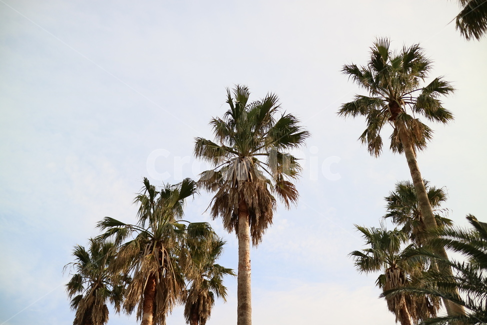summer,여름,arecaceae,plant,나무,tree,야자수,palmtree,식물