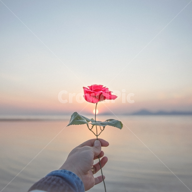 장미,일몰,감성사진,바다,여명,식물,자연,plants,nature,꽃,flower,감성,sensible,feeling