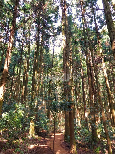 plant,식물,tree,나무,forest,숲,cedar,삼나무,식물,자연,plants,nature,나무,trees,wood