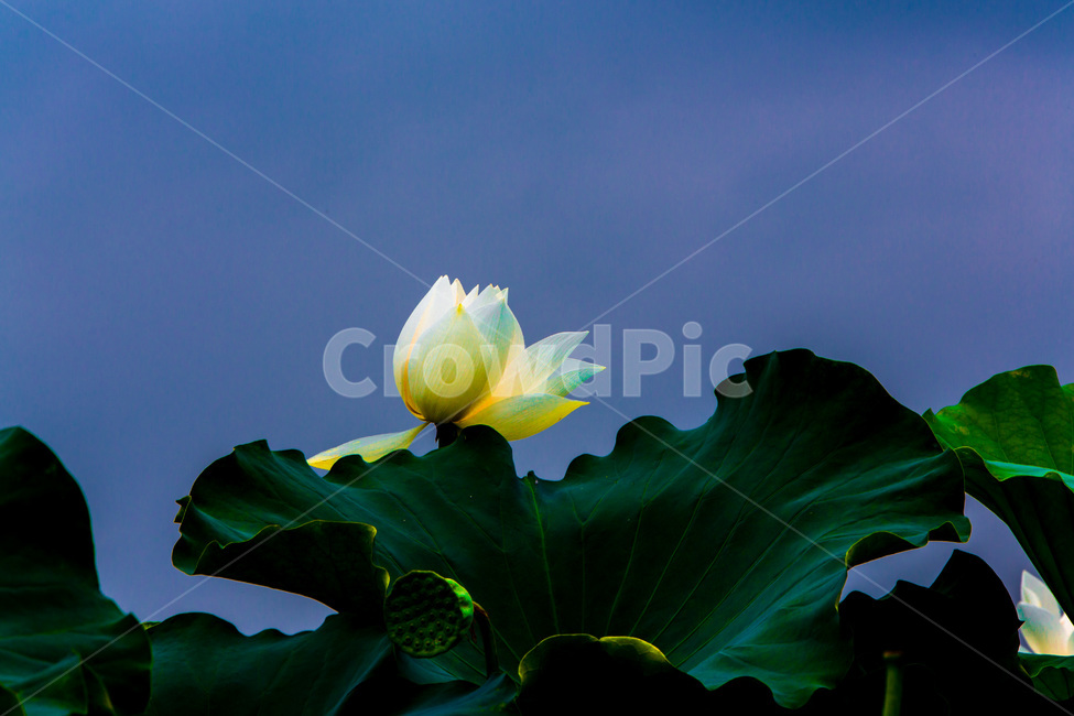 연꽃,연잎,문양,수줍음,무늬,하늘,식물,자연,plants,nature,꽃,flower