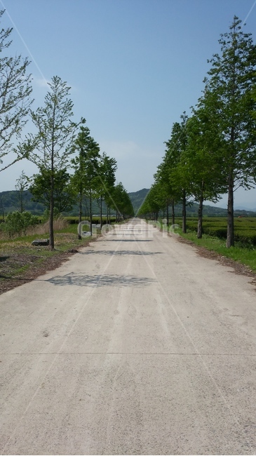 자연,길,road,나무,산책길,자연,풍경,nature,landscape,도로