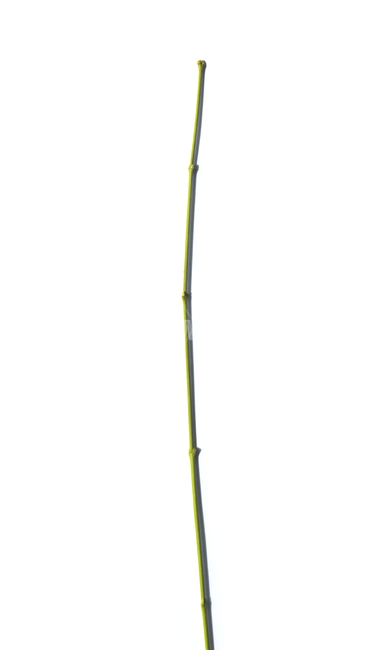 줄기,식물,자연,녹색,그린,초록색,흰배경,가지,나뭇가지,식물,자연,plants,nature