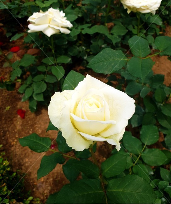 꽃,하얀꽃,정원,화원,식물,flower,whiteflower,garden,plant,자연,nature,식물,자연,plants,nature,꽃,flower