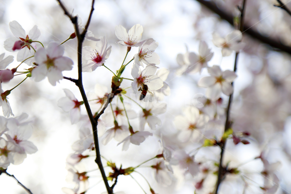 봄,봄꽃,벚꽃,벚나무,spring,식물,봄,계절,spring,season,식물,자연,plants,nature,꽃,flower,plant,blossom