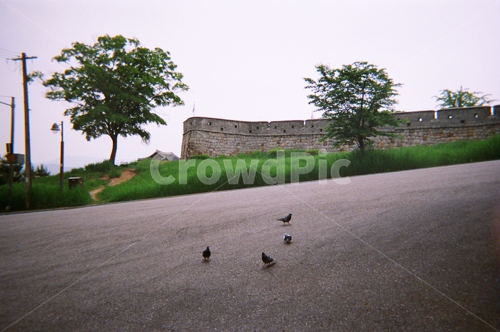 비둘기,벽,필름카메라,아날로그,성외곽,동물,animal,조류,새,birds