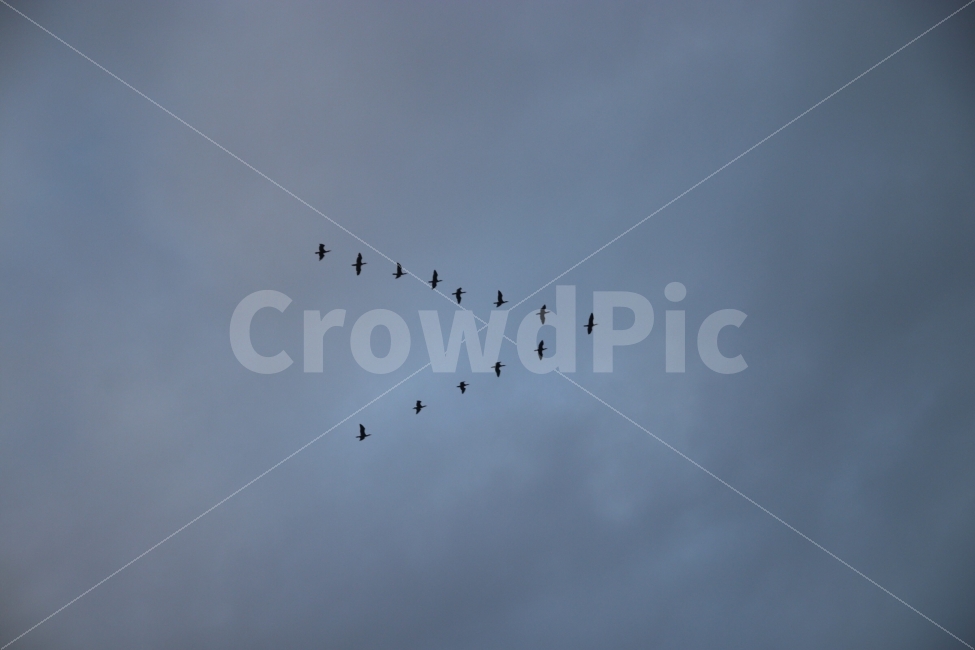 비행,새,하늘,편도비행,학익진,동물,animal,조류,새,birds