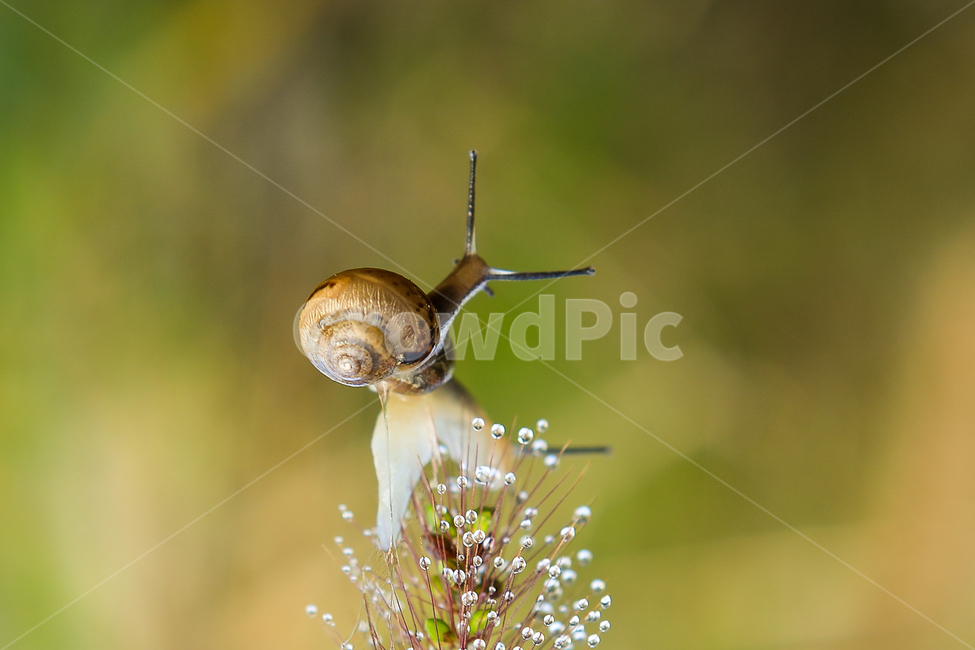 달팽이,영롱함,snail,아침이슬,자연주미,동물,animal
