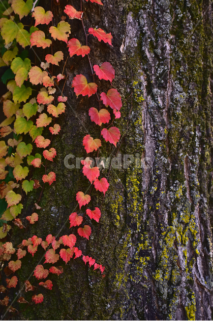 Moss,red,autumn lyricism,fall,old tree,season,autumn leaves,autumn background,tree,leaf,ivy,outdoor,moss,Autumn sensibility,outdoors,background,plant,autumn,time