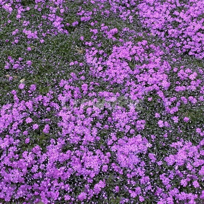 plant,식물,꽃,flower,green,봄,spring