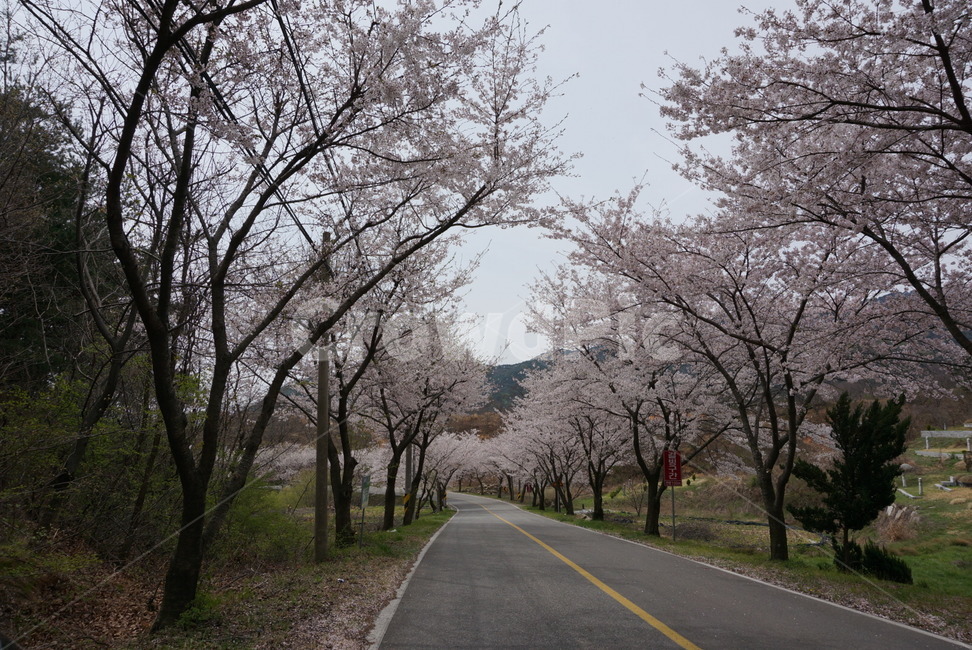 도로,벚꽃,벚꽃나무,가로수,드라이브,봄,계절,spring,season,자연,풍경,nature,landscape,asphalt,아스팔트,plant,식물,road