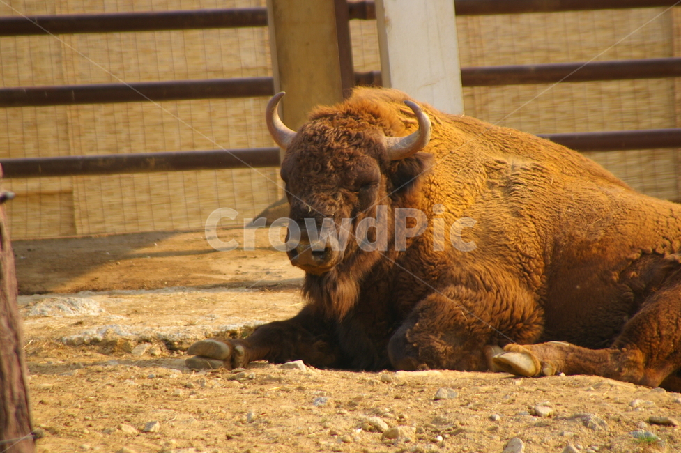 동물,animal,mammal,포유류,wildlife,야생동물,들소,소,동물,animal,포유류,mammal