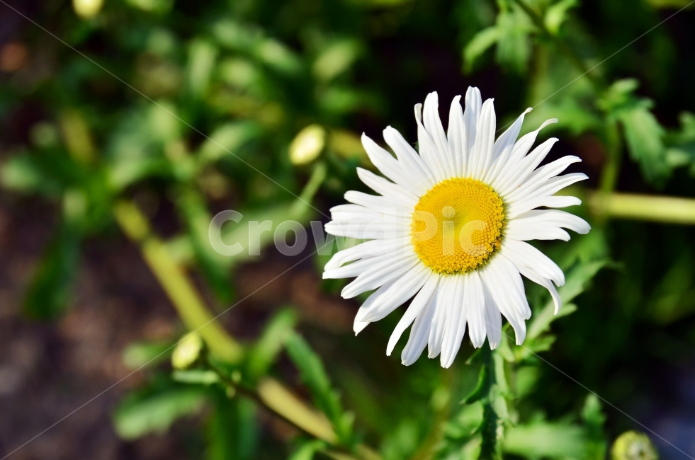 꽃사진,풍경사진,스냅사진,배경사진,꽃,식물,자연,plants,nature,꽃,flower