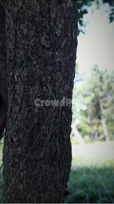 treetrunk,나무줄기,plant,식물,tree,나무