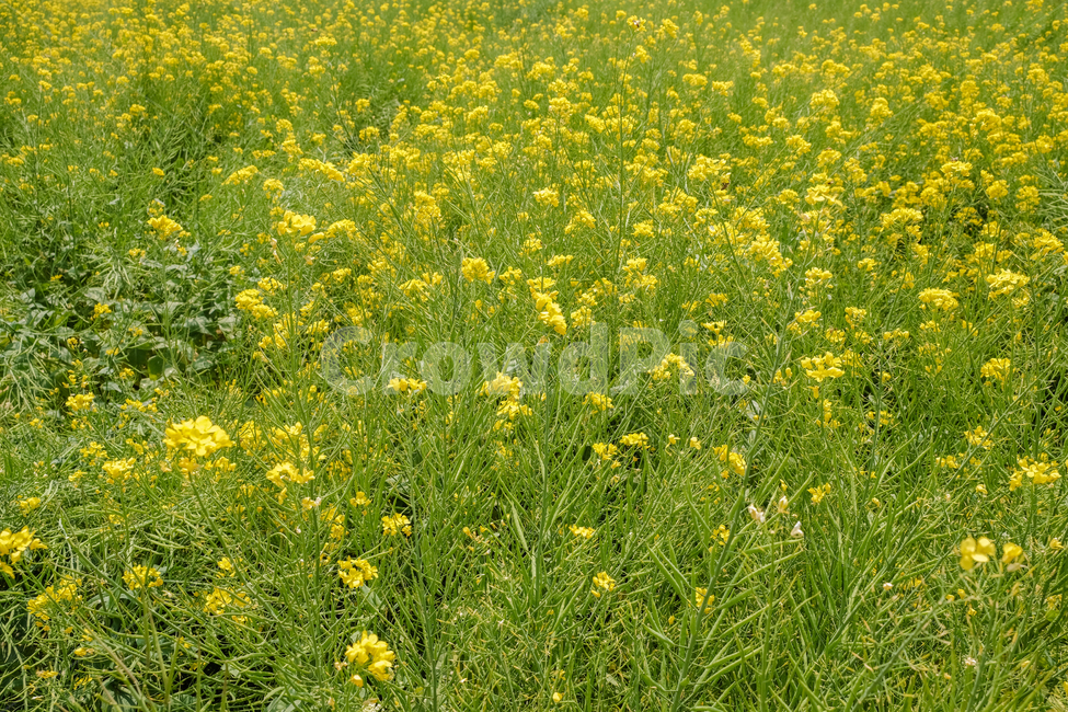 spring,spring flowers,natural scenery,plant,rape flower,season,Emotional photo