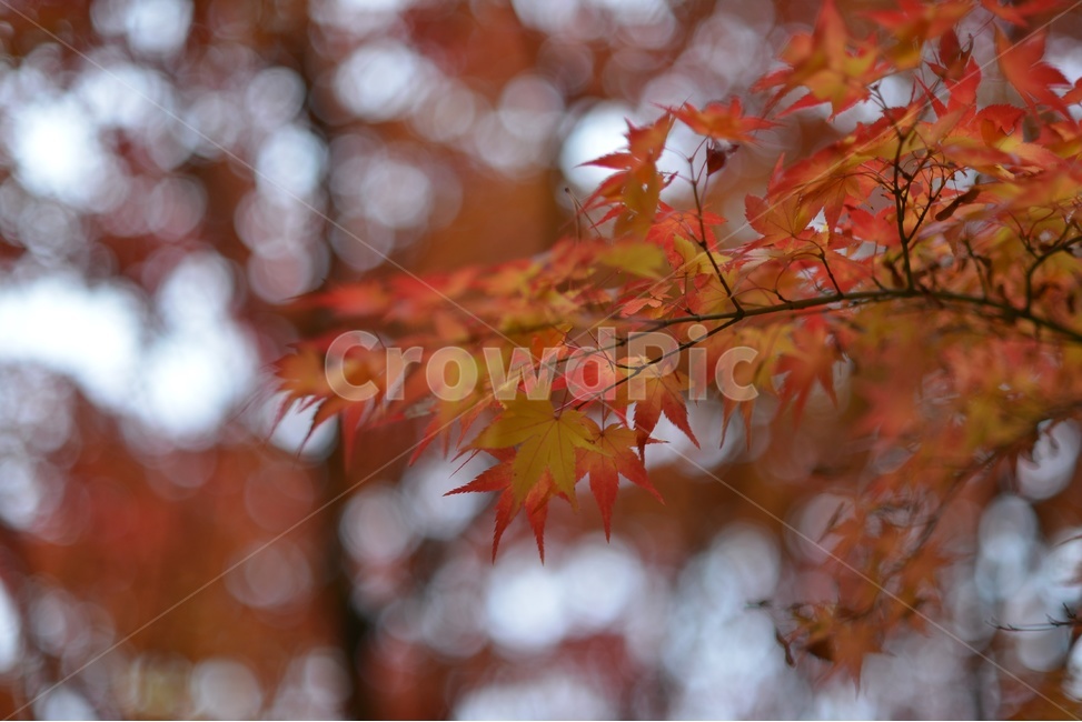 가을,단풍,빨강,나무,자연,가을,계절,fall,autumn,season,plant,식물,leaf,잎,tree