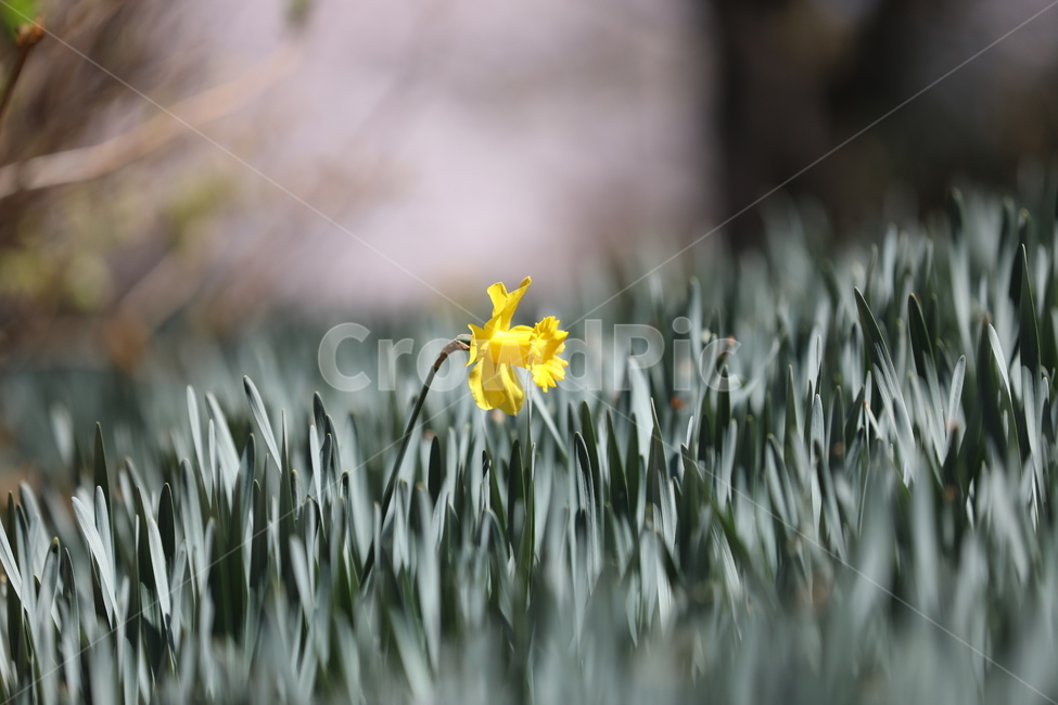 봄꽃,봄,flower,springfield,수선화