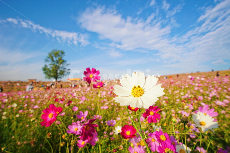 코스모스,cosmos,꽃,flower,blossom,식물,plant,가을,fall,autumn,자연,nature,식물,자연,plants,nature,꽃,flower