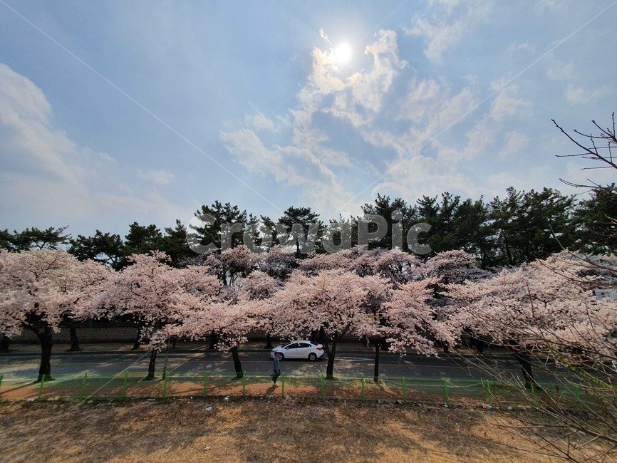 벚꽃,자전거,봄,데이트,spring,cherryblossoms