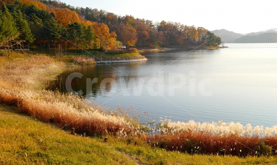 갈대,강,단풍,가을,산,자연,가을,계절,fall,autumn,season,자연,풍경,nature,landscape,한국자연풍경,한국자연경관,korea nature landscape,water,물,outdoors,옥외
