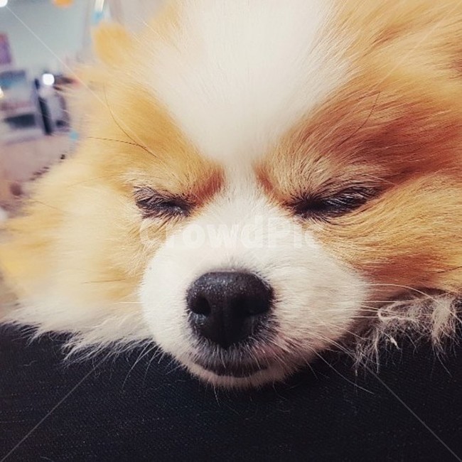 동물,pet,animal,dog,개,동물,animal,포유류,mammal,개,강아지,dog,doggy