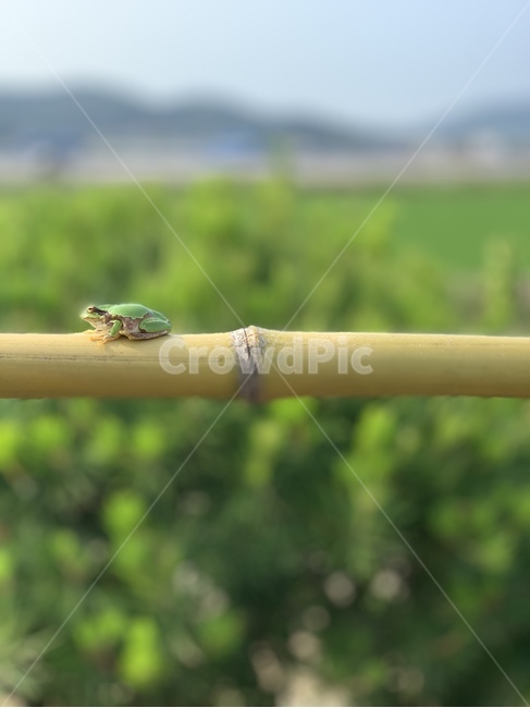 개구리,청개구리,시골,자연,초록,frog,nature,green,파충류,양서류,reptile,amphibian