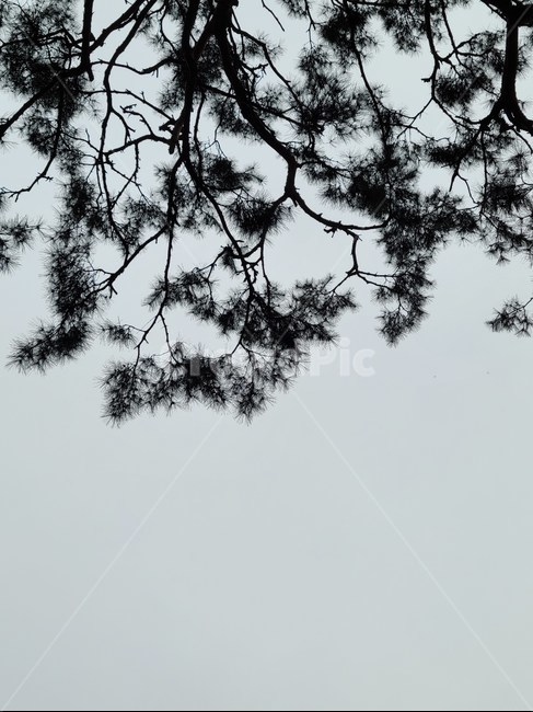plant,식물,tree,나무,소나무,하늘,sky