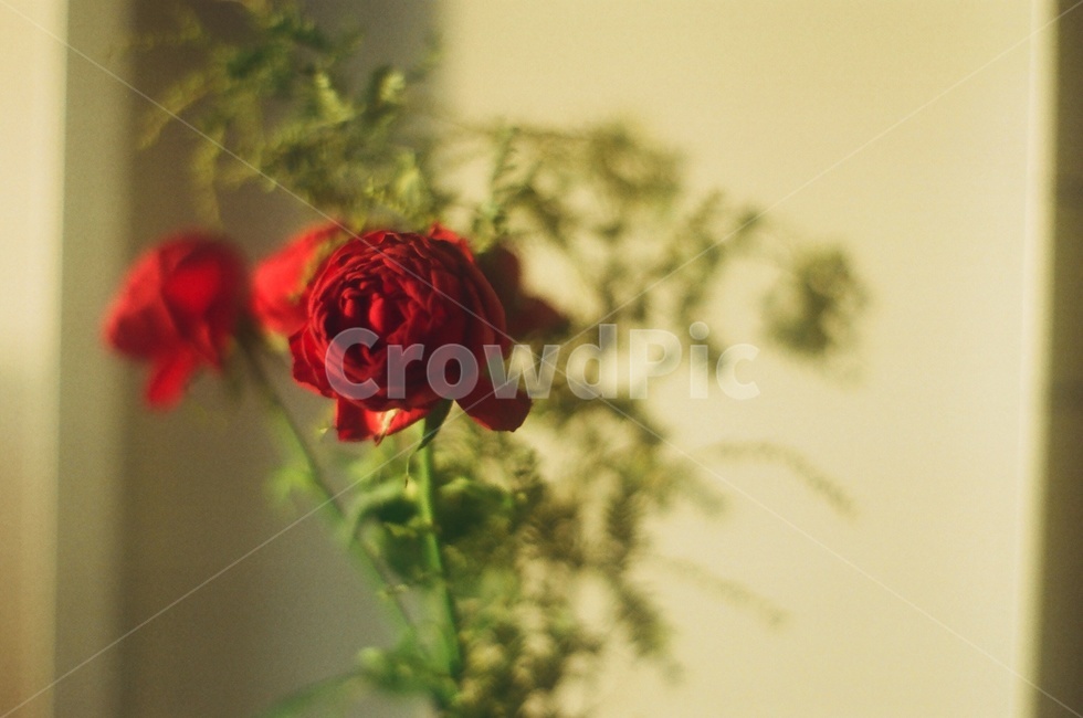 rose,장미,flower,꽃,plant,식물,blossom,식물,자연,plants,nature,감성,sensible,feeling