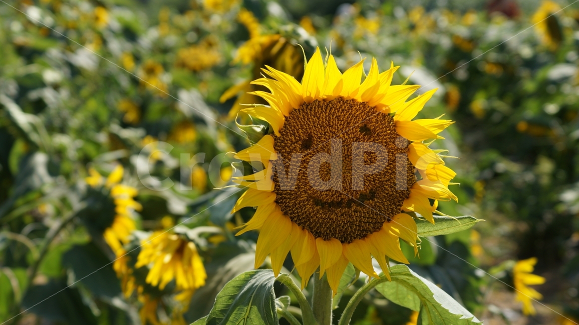해바라기,해바라기축제,가을,꽃,식물,여름,계절,summer,season,식물,자연,plants,nature,꽃,flower,plant,blossom