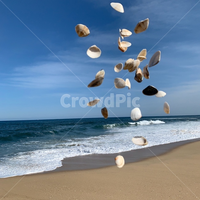 바다,파도,하늘,조개,조개껍데기,sea